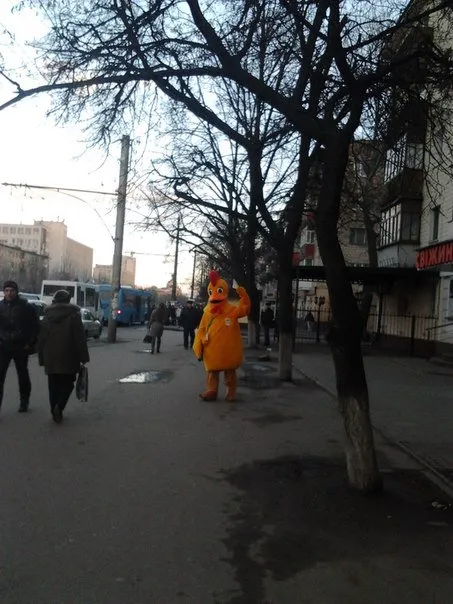 Сьогодні зранку вулицями Полтави ходило жовте курча (Фото) — фото 1