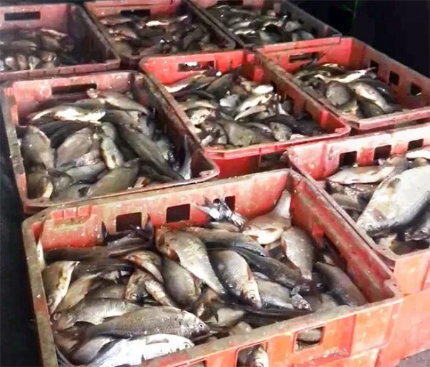 ДАІ затримали водіїв, які перевозили близько 260 кілограм свіжовиловленої риби (Фото) — фото 1