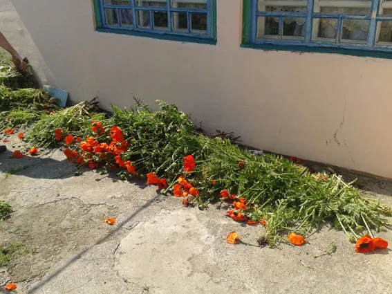 Під Полтавою міліціонери виявили майже 400 рослин маку на городі (фото) — фото 1