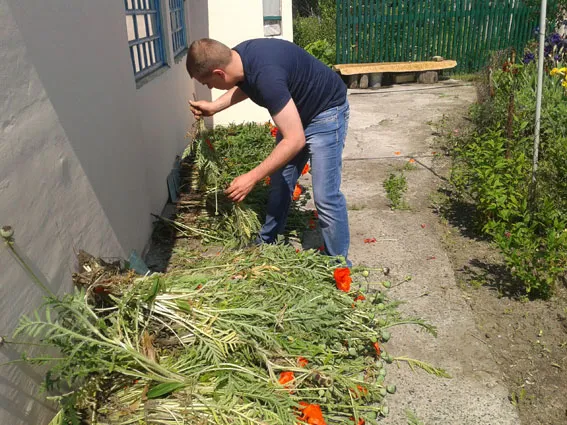 Під Полтавою міліціонери виявили майже 400 рослин маку на городі (фото) — фото 2