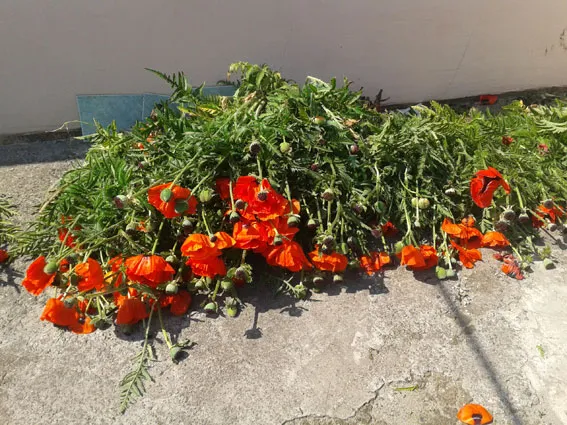 Під Полтавою міліціонери виявили майже 400 рослин маку на городі (фото) — фото 3