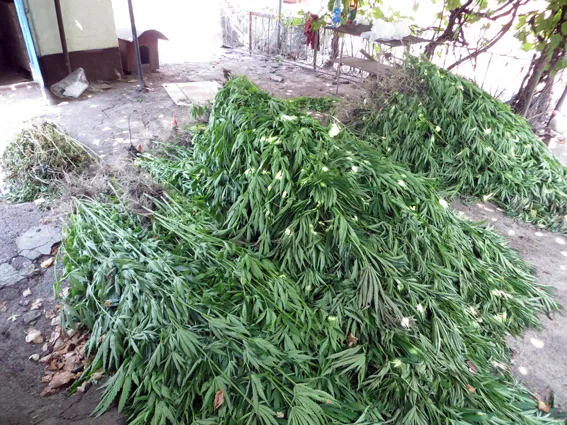 Жінка виростила вдома більше 2500 рослин коноплі (фото) — фото 2
