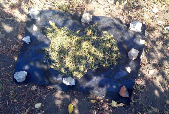 32-річний чоловік зберігав коноплю у закопаних на городі каністрах (фото) — фото 2